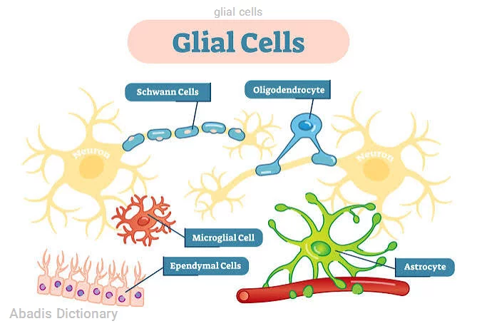 glial cells